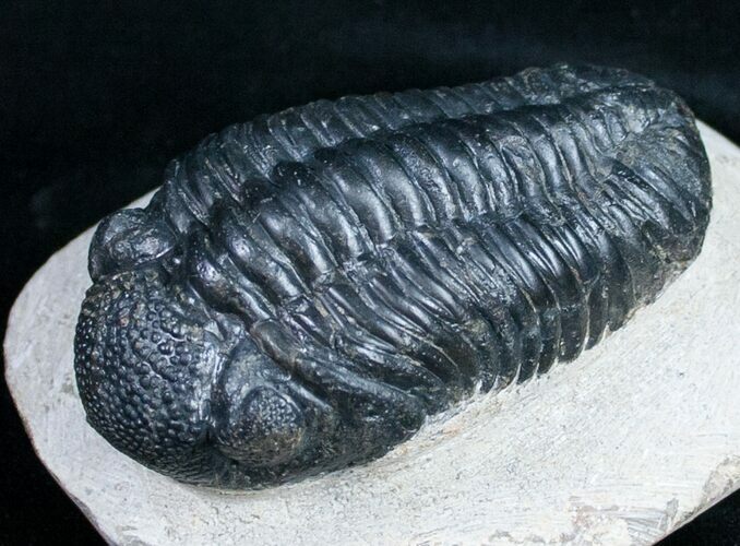 Bargain Phacops Trilobite From Morocco - #9732